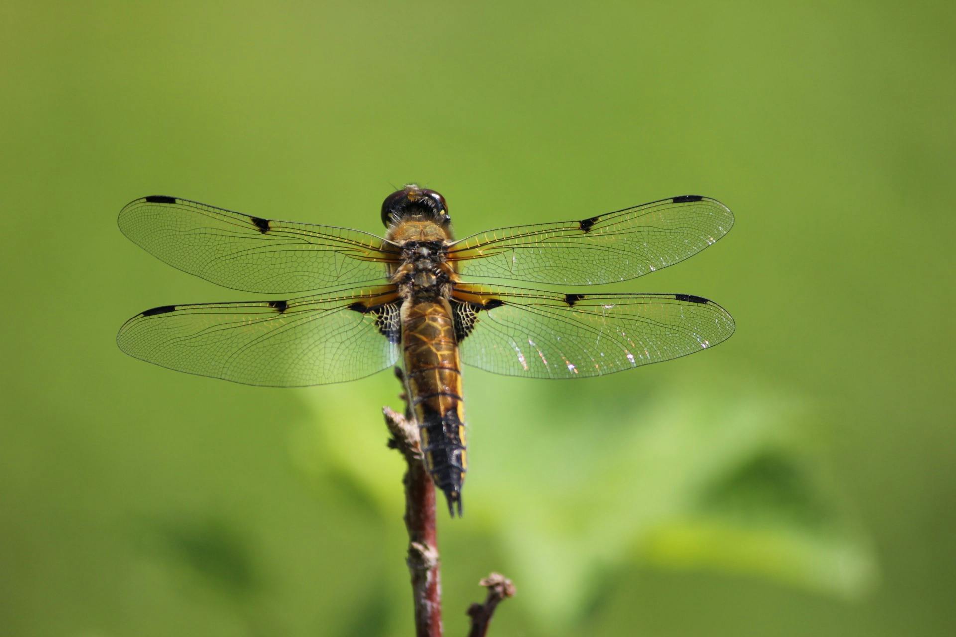 dragonfly insect finnish royalty free 68140